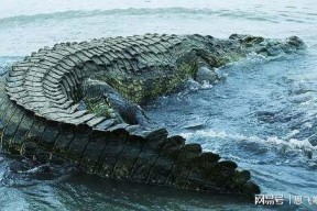 恐龙鳄鱼,远古巨兽的进化传奇