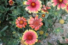 葡萄园里的情人节