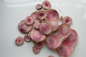 东北三宝,人参、鹿茸、貂皮的文化传承与魅力