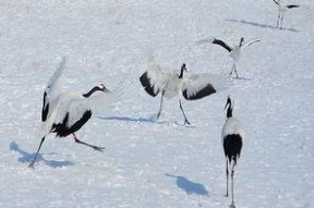 病鹤琢雪,探寻生命坚韧与艺术之美